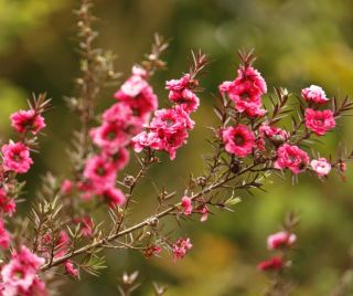 🌺Tato krásná rostlina je manuka. Její éterický olej vyniká silnými antibakteriálními účinky, přesto je jemnější než oleje...