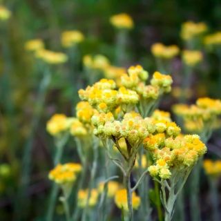 Máme pro vás HELICHRYSUM! A to z divokého sběru na Korsice...ach😍😍...