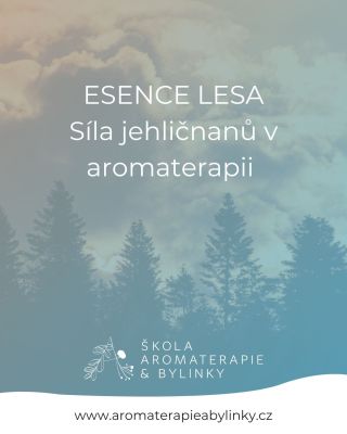 🌲A jaký jehličnan voní u vás? Přečtěte si nový článek na blogu naší školy. #aromaterapie #zdravi