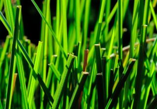 Pojďme si představit méně známé éterické oleje z našeho e-shopu. Začneme Ruh Khus - někdy také nazývaný Zelený vetiver....